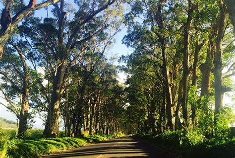 Tree tunnel Kauai | Aloha hawaii, Tree tunnel, Kauai