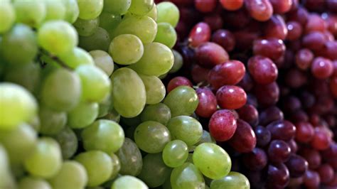 17 Different Types Of Grapes Explained | eduaspirant.com