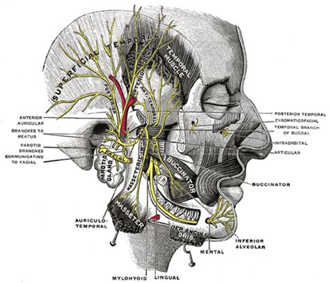 The Trigeminal Nerve - Human Anatomy