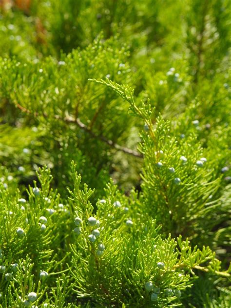 Juniper Shrubs Varieties