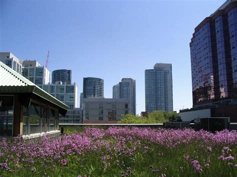 Green Roof Design Specification – Chesapeake Stormwater Network