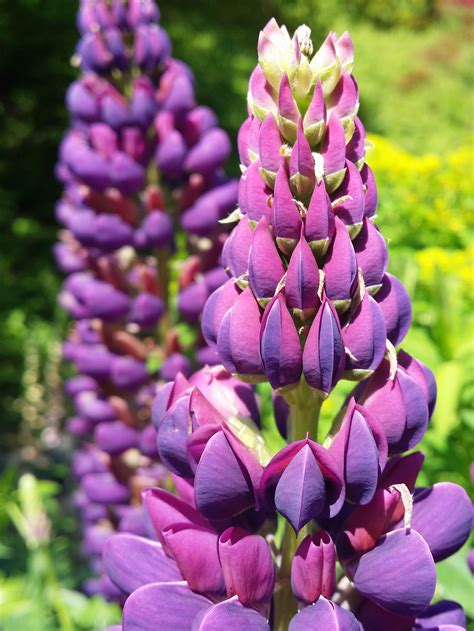 Purple lupin flower free image download