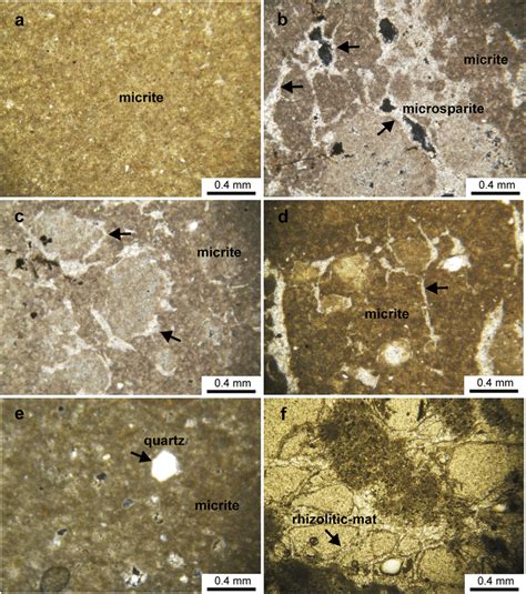 Micrite Thin Section