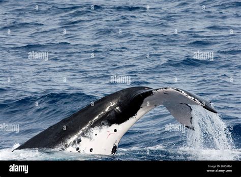 Behavior of Humpback whale Stock Photo - Alamy