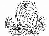 Free Printable Lion Coloring Pages For Kids sketch template