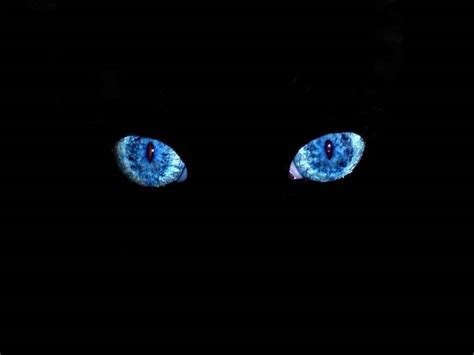 Black Cat Blue Eyes ~ Desktop Wallpaper