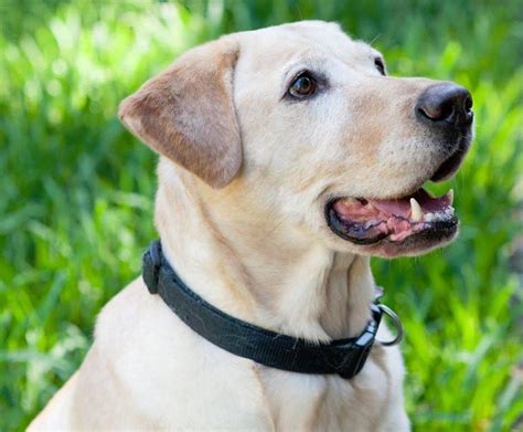 ADOPTED - Lovely Lola - Purebred Yellow Labrador Retriever Bellaire, Texas