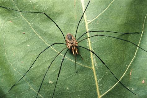 Daddy Longlegs: Order Opiliones