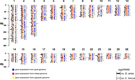 Schematic representation of the geep genome. Origins of transcripts in ...