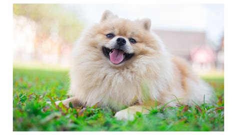 53 Unique Pomeranian Names for Your Lively Companion - Rocky Kanaka