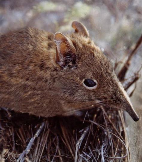 Elephant Shrew | African Wildlife Foundation