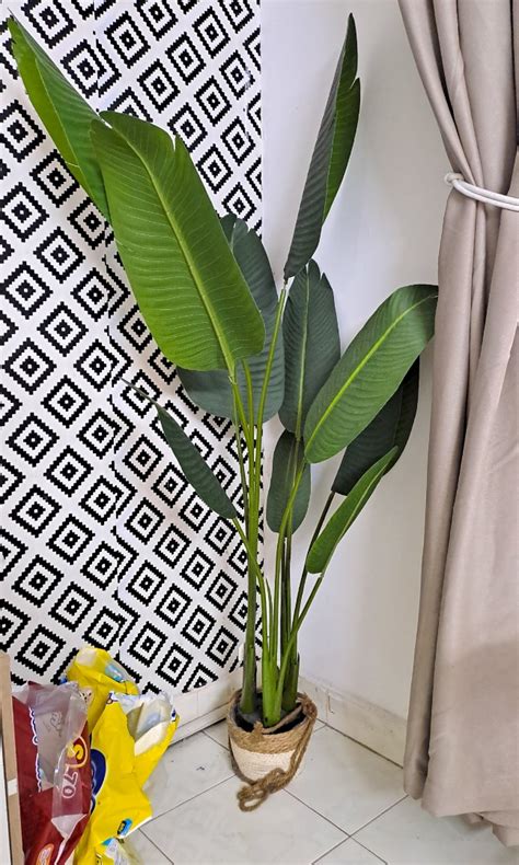 Premium Banana Tree with Kaison Vase, Furniture & Home Living, Home Decor, Artificial Plants ...