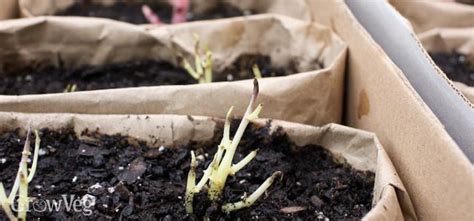 What to Do With Sprouting Potatoes