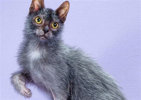 Lykoi - Animal Corner