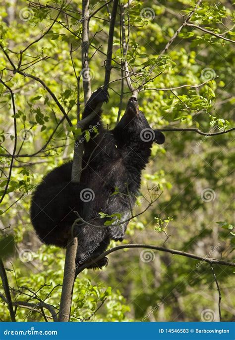 Black Bear on the tree stock image. Image of forest, massive - 14546583