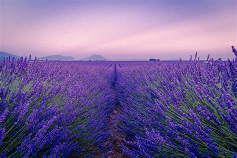 Lavender Field in Valensole, France