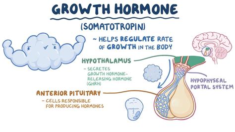 Anterior Pituitary Growth Hormone