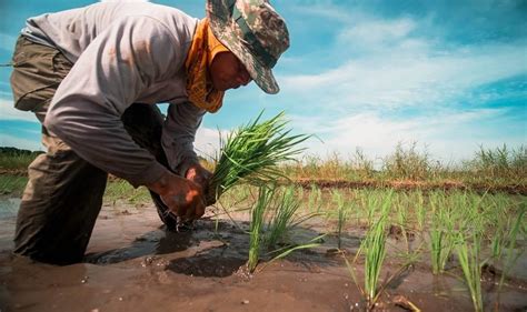 farm technology in the philippines Typhoon 2013 in philippines, update ...