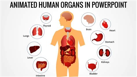 [DIAGRAM] Fish Organs Diagram - MYDIAGRAM.ONLINE