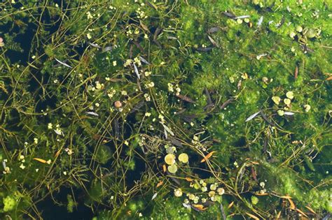 Pond Algae: Best Prevention Practices - Pinoria