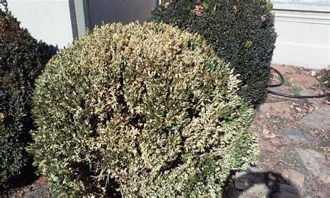 Boxwood Blight – Not This | Walter Reeves: The Georgia Gardener