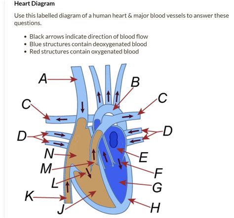 SOLVED: Heart Diagram Use this labelled diagram of a human heart major blood vessels to answer ...