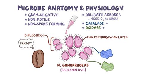 Neisseria gonorrhoeae: Video, Anatomy & Definition | Osmosis