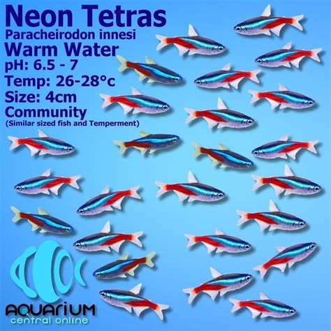 What Food Do Neon Tetras Eat? - Foods, Cooking, Diets And Health