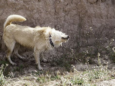 Dog mud bath stock image. Image of hair, muddy, funny - 93603099