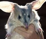 Greater Bilby - Native Australian Adaptations