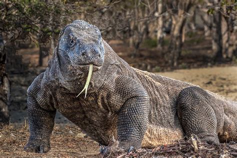 Komodo dragon - Jim Zuckerman photography & photo tours