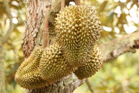 Thai Fruits. Durian Grown in Volcanic Soil in Northeast of Thailand Stock Image - Image of stall ...