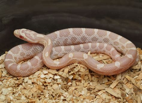 Snow Corn Snake by Mesozoic Reptiles - MorphMarket