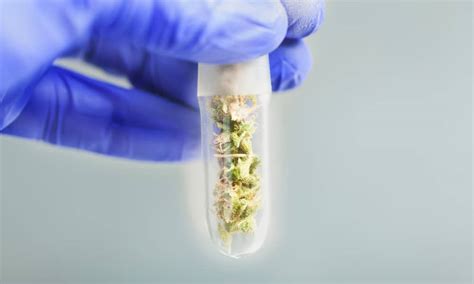 THC Levels And Other Lab Test Results - 420 Kingdom