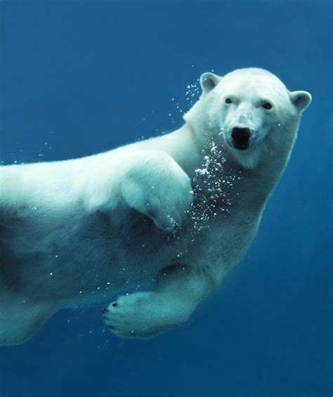 Polar Bears Global Warming Clipart