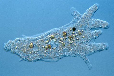 Amoebas are more than just blobs