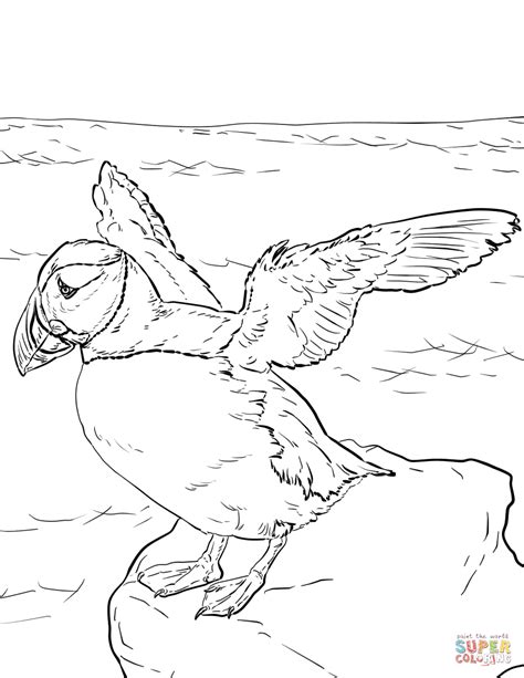 Atlantic Puffin Coloring Page Coloring Pages