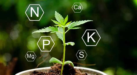 Cannabis Nutrients & Supplies - Cannabis Grow Advice Series