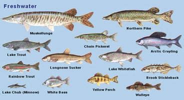 Freshwater Lake Fish Species