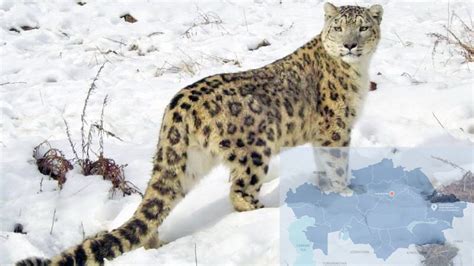 Katon-Karagai National Park Spots Snow Leopard Family (Video) - The ...