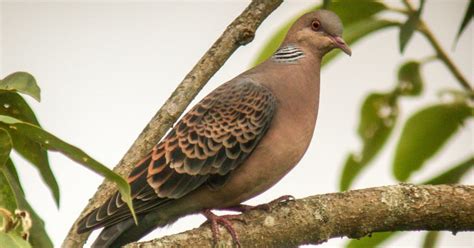 Oriental Turtle Dove | Bubo Birding