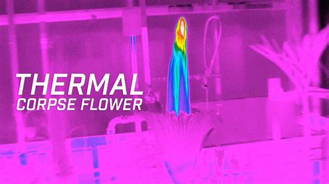 Blooming Corpse Flower in FLIR Thermal - YouTube