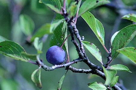 Stalking the Wild Beach Plum | Josephine's Feast