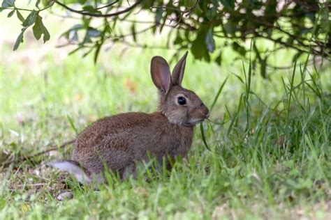 Best Dog For Hunting Rabbits - Top Rabbit Dogs!