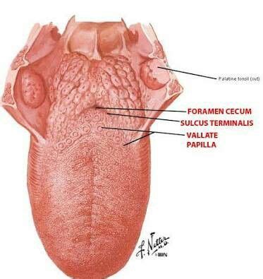 Foramen Caecum | Leather glove, Fashion, Leather