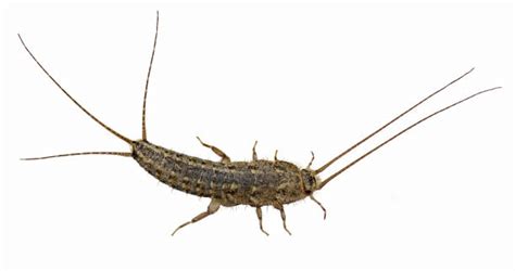 Silverfish Control | Free Estimate | Mint Pest Control