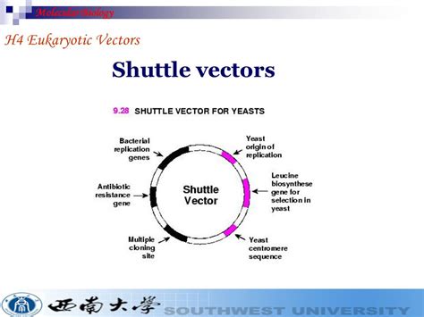 What Is Shuttle Vector at Vectorified.com | Collection of What Is Shuttle Vector free for ...