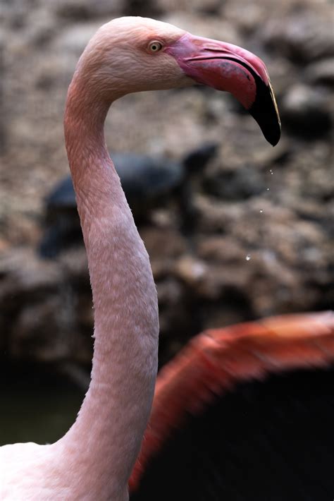 Gallery - Wildlife Park Malta