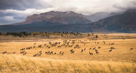 Photos: Best Wildlife Photography 2020 | Canadian Geographic