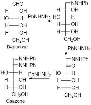 In the given reaction Glucose + n Phenylhydrazine → Osazone The value of n is:A. ThreeB. TwoC ...